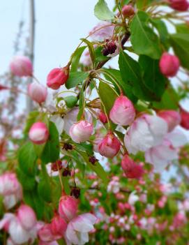 Malus 'Moonstone'