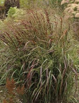 Panicum virgatum 'Prairie Fire' (PP19367)