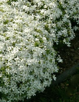 Phlox subulata 'White Delight'