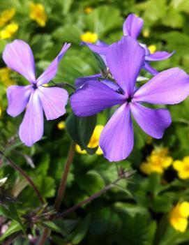 Phlox divaricata 'Blue Perfume'