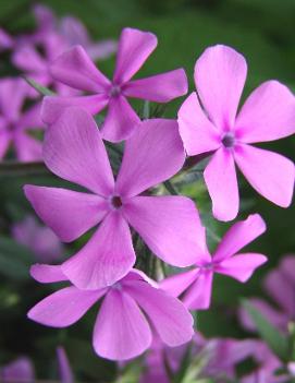 Phlox divaricata 'Parksville Beach'