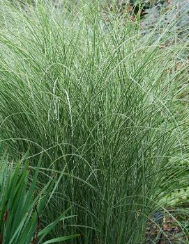 Miscanthus sinensis 'Morning Light'