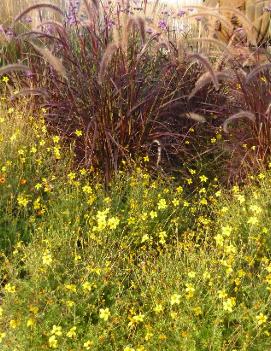 Pennisetum setaceum 'Rubrum'