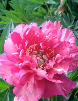 Paeonia itoh 'Julia Rose'