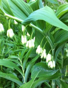 Polygonatum multiflorum