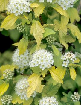 Physocarpus opulifolius 'Dart's Gold'