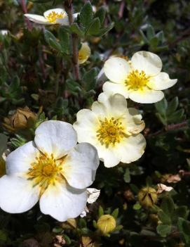 Potentilla fruticosa 'Primrose Beauty'