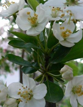 Malus sargentii 'Rosea'