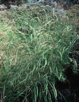 Panicum virgatum 'Heavy Metal'