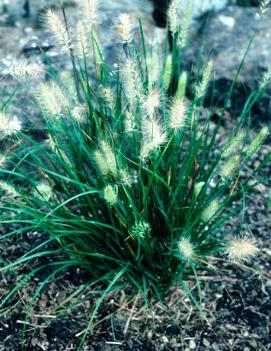 Pennisetum alopecuroides 'Cassian'