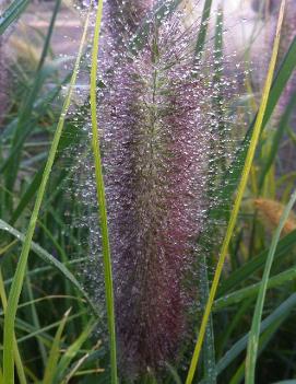 Pennisetum alopecuroides 'Red Head'