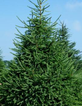 Picea glauca