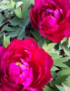 Paeonia suffruticosa Feathers of a Heavenly Bird ('Rimpoh')