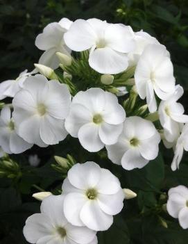 Phlox paniculata 'Pina Colada' (PP19968, COPF)