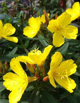 Oenothera fruticosa ssp. glauca