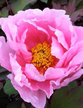 Paeonia suffruticosa Floral Rivaly ('Hanakisoi')