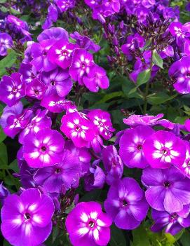 Phlox paniculata 'Laura'