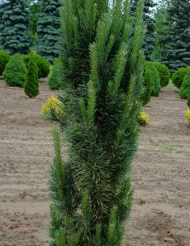 Pinus sylvestris 'Fastigiata'