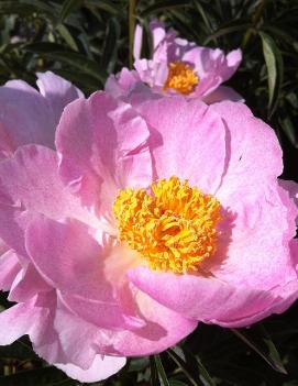 Paeonia 'Pink Dawn'