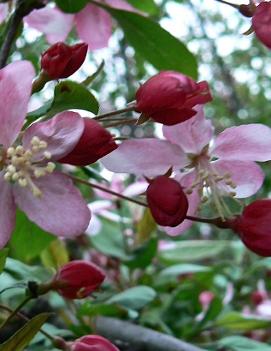 Malus floribunda