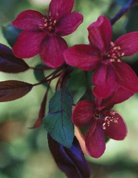 Malus 'Royalty'