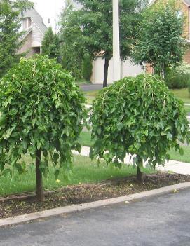 Morus alba 'Pendula (non fruiting)'