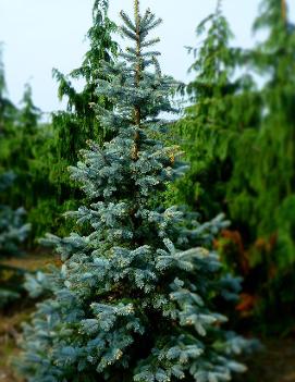 Picea pungens 'Thomsen'