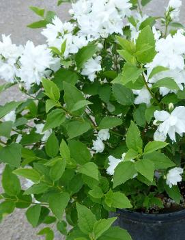 Philadelphus x 'Buckley's Quill' (COPF)