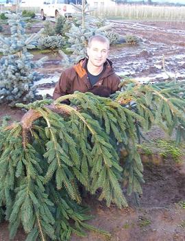 Picea abies 'Big Wave'