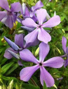 Phlox divaricata 'Blue Elf' (PPAF)