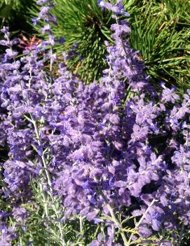 Perovskia atriplicifolia PEEK-A-BLUE® ('WALPPB') (PPAF)