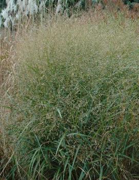 Panicum virgatum 'Rehbraun'