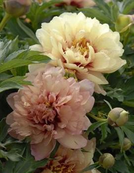 Paeonia itoh 'Kopper Kettle'