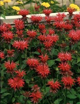 Monarda didyma 'Gardenview Scarlet'