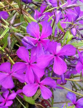 Phlox divaricata 'Plum Perfect'