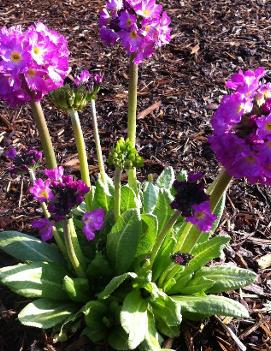 Primula denticulata 'Ronsdorf hybids'