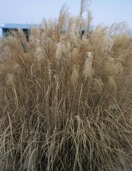 Panicum virgatum 'Squaw'