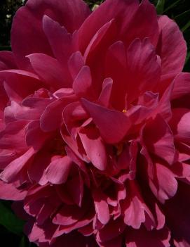 Paeonia 'Kansas'