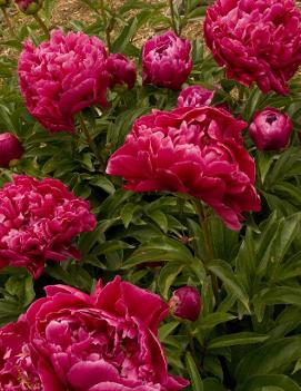 Paeonia 'Karl Rosenfield'