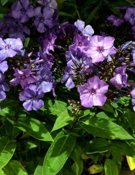 Phlox paniculata 'Blue Paradise'