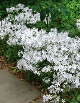 Phlox divaricata 'May Breeze'