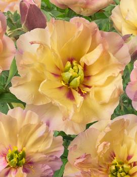 Paeonia itoh 'Canary Brilliants'