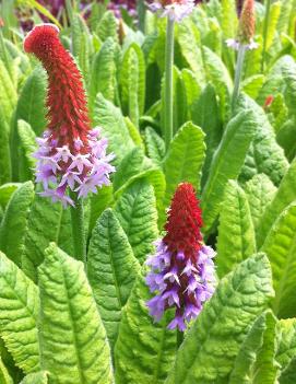 Primula vialii