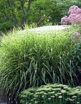 Miscanthus sinensis 'Zebrinus'