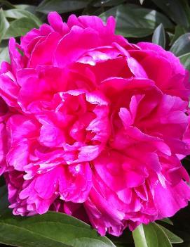 Paeonia 'Margaret Truman'