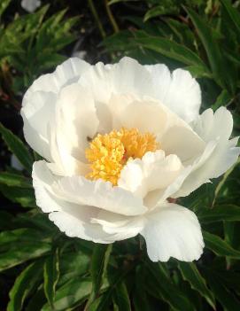 Paeonia 'Jan Van Leeuwen'