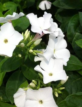 Phlox paniculata White Flame™ ('Bartwentynine') (PP16259, COPF, CPBR2507)