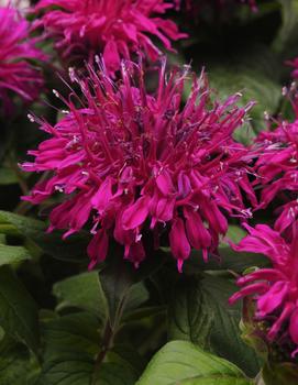 Monarda didyma Balmy™ Purple ('Balbalmurp') (PP25561)