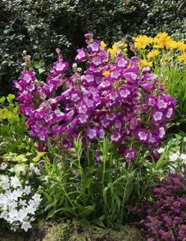 Penstemon x 'Pretty Petticoat'