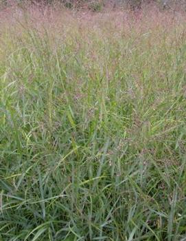 Panicum virgatum 'Rotstrahlbusch'